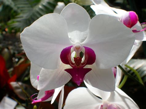 The Magic of Phalaenopsis: From Blooming to Hybridization